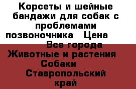 Корсеты и шейные бандажи для собак с проблемами позвоночника › Цена ­ 2 500 - Все города Животные и растения » Собаки   . Ставропольский край